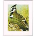 Lapwing Mounted Bird Picture Print Cream Mount ...