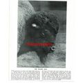 American Great Bison, (Water Buffalo, Reverse),...