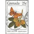 GRENADA, BUTTERFLY, Fiery skipper, Hylephila ph...