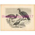 Maleo, Australian Medapode, Turkey, Victorian N...