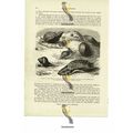 Sea Snails, x 5 Species, Book Illustration (Pri...
