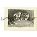 Domestic Cats, A Study, Book Illustration (Prin...