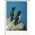 RAZORBILL Postcard by J.Arthur Dixon (KSB/23219)