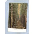 MA Concord Avenue Of Pines Next To Battle Groun...