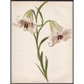 BURMESE LILIES 1894 Henry George Moon - Guillau...