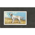 Cigarette Card Gallaher Dogs A series 1936 #34 ...