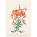 Salvador Dalí Florals Surrealist Flowers 1972 P...
