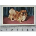 1936 Gallaher Dogs 1st Series No. 13 The Pekingese