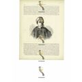 Young Arab Of Djiddah (Jeddah), Red Sea, Book I...