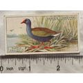 1924 Ogden's Foreign Birds No. 18 Glossy Gallinule
