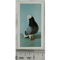 1960 Horniman's Tea card Pets No. 23 Pigeon
