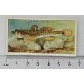 1935 Players Sea Fishes No. 34 Common Goby