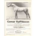 bromlings hi tam arabians 1972 comar raffdazon ...