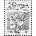 NICARAGUA, FLOWER, Annato, Bixa orellana, grey ...