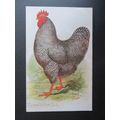 Plymouth Rock Cock, Chicken, Cockerel Vintage P...