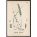 COMMON COUCH-GRASS 1872 John Edward Sowerby PLA...
