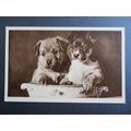 Two Terrier Puppies Vintage Dogs Postcard