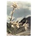 EDELWEISS FLOWERS used postcard vintage Preston...
