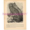 Horned Ceratophrys, Victorian Natural History B...