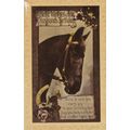 Horse Birthday Wishes Postcard used VGC