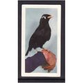 HORNIMANS PETS MYNAH No 27 Mint