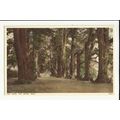 LONDON Ken Wood Bridle Walk Postcard by Photoch...