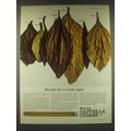1965 Wills Castella Cigars Ad - Recipe for a mild cigar