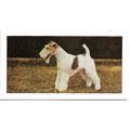 Dogs 1961 Hornimans Tea Card 22 - Fox Terrier (...