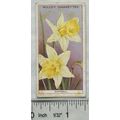 1933 Wills Garden Flowers No. 15 Daffodil