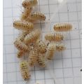 10 magic potion woodlice Armadillidium vulgare ...