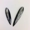 Polished Fossil Orthoceras | 50-75 mm | Pre-Dri...