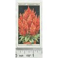 1925 Wills Flower Culture in Pots No. 14 Celosia
