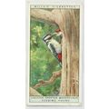 1925 Life in The Tree Tops No. 49 Great Spotted...