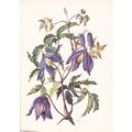Alpen-Waldrebe ( Clematis alpina ) Artist unkno...