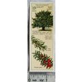 1938 Typhoo Trees of the Countryside 25 Yew