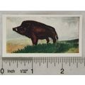 Neilson's Interesting Animals card No. 30 Wild ...