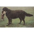 Smooth Coated Retriever Hunting Dog Eating Rabb...