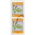 OMAN 1982 PLANTS Teucrium mascatense BOISS JADA...