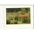ARUNDEL Athena Postcard (650146)