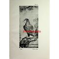 Eagle, Chinese, Ming, Book Illustration (Print)...