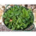100 SPRUCE CHRISTMAS TREE SAPLINGS 5-15CM - BAR...