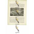 Arctic Scene, Behring's Sea, Book Illustration ...