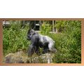 Majestic Silverback Gorilla A5 Beech