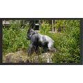 Majestic Silverback Gorilla A5 Black
