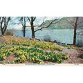 Webster Postcard Wordsworth's Daffodils Ullswat...