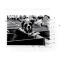 GB 2001 CATS DOGS DIE CUT USED BOXER ? BULLDOG ...
