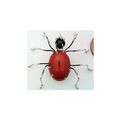 Red Jasper Spider Stainless Wire Wrap Pin Brooch 3