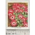 1939 Wills Garden Flowers New Varieties 2nd No....