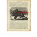 Cape Ant-Eater, Book Illustration (Print), 1896