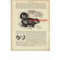 Wombat, Book Illustration (Print), 1896